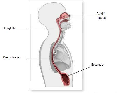 Identifier la position de l'Oesophage dans le corps