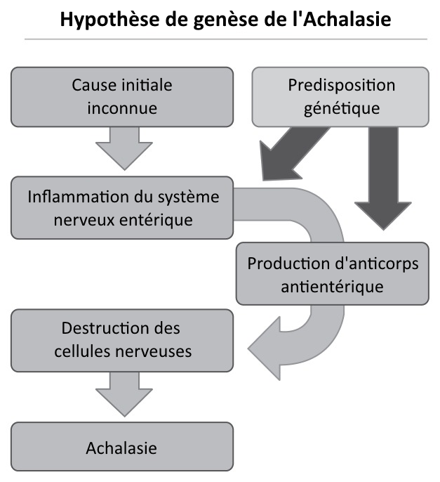 hypothèse de genèse de l'achalasie : cause inconnue, inflammation des nerfs du tissu oesophagien, production d'anticorps face à l'inflammation, destruction des cellules nerveuses par l'anticorps, achalasie. Possibilité de predisposition génétique